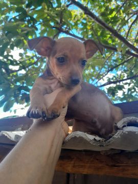 Filhote de Pinscher 0 com 1