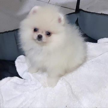 Spitz Alemão Anão, Fêmeas e Machos Branco, Marrom a partir de1200