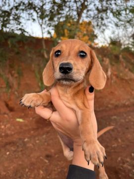 Filhote de Dachshund disponíveis 