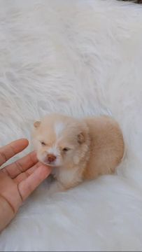 Filhote de Pomeranian e shihtzu 