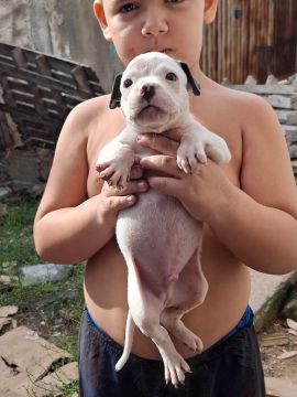Vendo filhotes de pittbull 