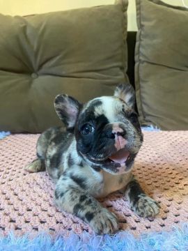 Buldog francês exótico 