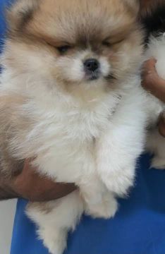 Lulu da pomerania spitz Alemão 