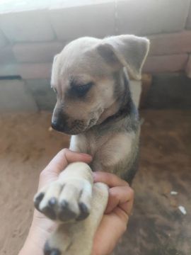 Filhote de cachorro disponível para adoção