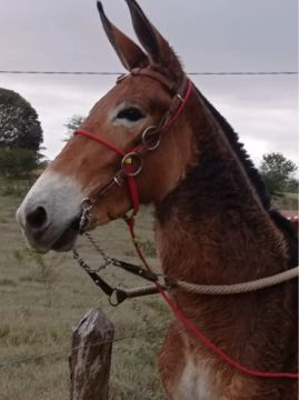 Burro Machador 