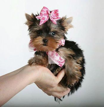 Yorkshire Terrier Fêmea o melhor presente canino pra hoje 
