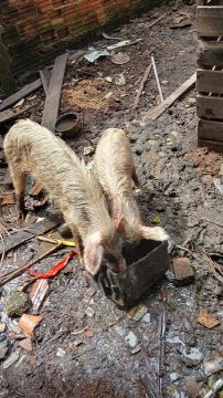 Vendo 5 porco