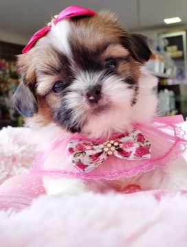 Shihtzu fêmea , seu filhote esta aqui, venha conferir  