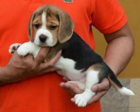 Beagle tricolor 13 polegadas. machinho com 53 dias- Dani