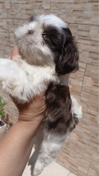 Shih tzu macho 