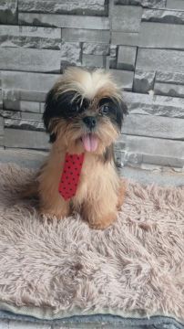 PROMOÇÃO DE SHIH TZU MACHO FILHOTE 