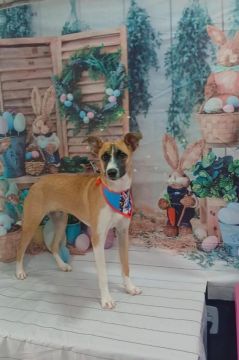 Cachorro para adoção