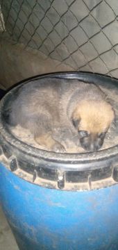 Filhote de pastor belga de malinois 