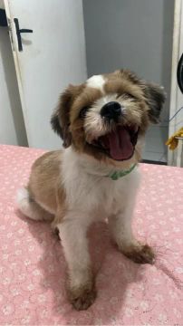 Shih Tzu  macho 