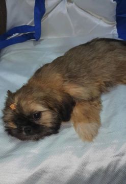 Filhotes Shih Tzu 