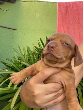Vendo filhote da raça Dachshund (salsicha)