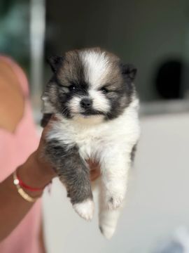 Spitz alemão macho 
