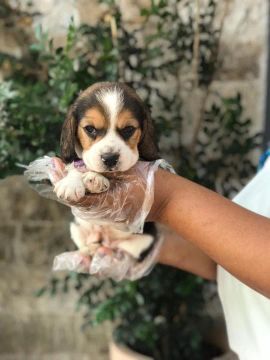 Raça beagle indicada para fazer companhia para crianças 