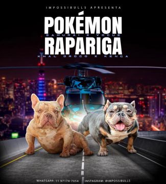 Filhotes de American bully merle micro