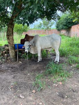 NELORE PURO  vai fazer 2 anos em maio manso de cabresto 