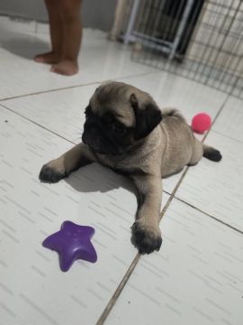 Lindos filhotes de Pug 