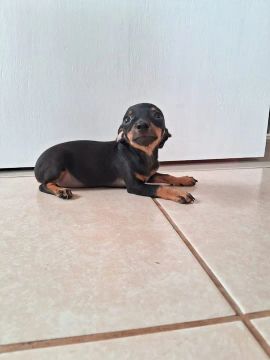 Filhote de Pinscher Macho