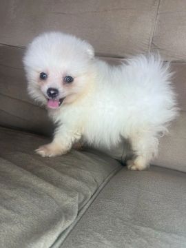 Filhote de Spitz Alemão macho com pedigree