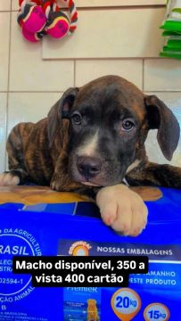 Filhote pitbbull com american Bully