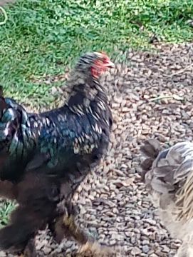 Galo  Brahma dark 7 meses 
