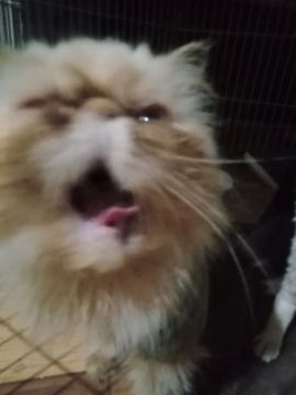 Gato persa doação 