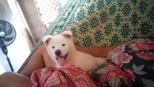 Filhote Akita Inu