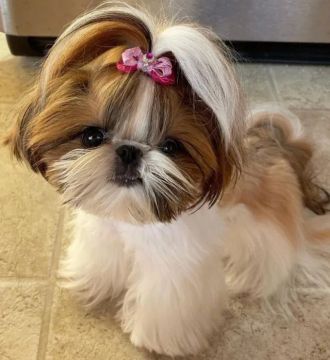 Shih-tzu micro mesmo!!!! Chama no whatsapp que mando fotos e vídeos sou selecionador. 