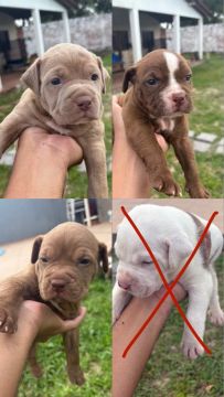 Filhotes de pitbull fêmea 