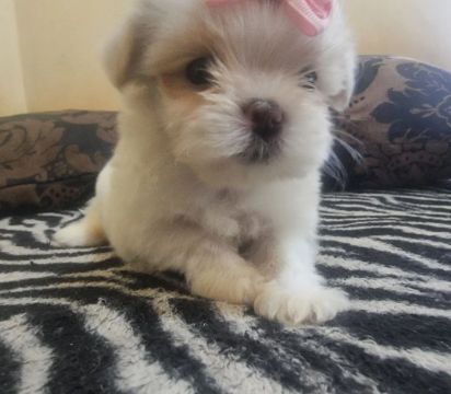 Vendo Filhote Shih Tzu Fêmea