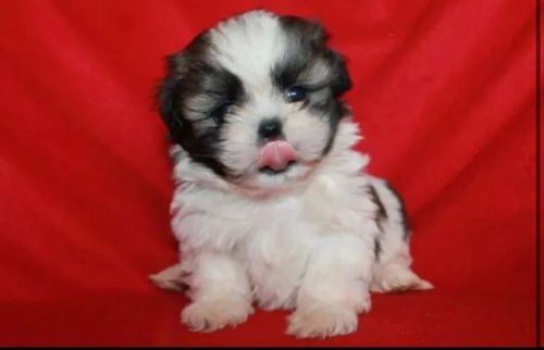 Shih Tzu filhotes de 45 a 60 dias, a pronta entrega