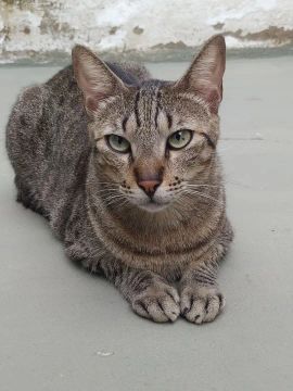 Gatinho castrado pra adoção 