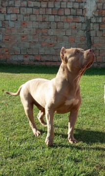 American Bully Pit Bull 