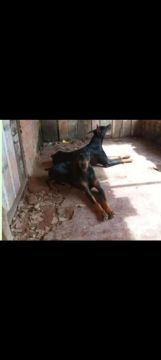  Doberman adulta fêmea 