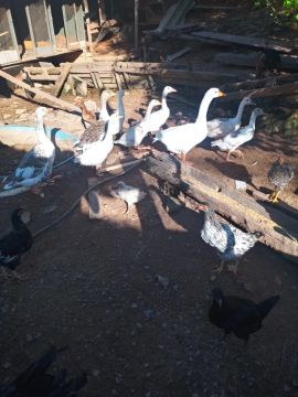 Lindos Gansos