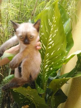 Gatinho Siamês disponível para venda 