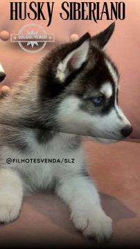 Husky siberiano ( pelagem wolly e padrão)