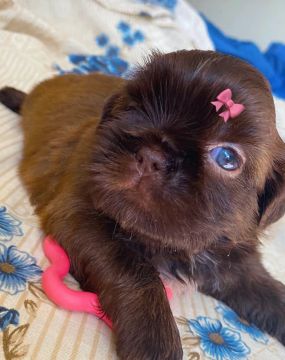 Filhote Shih Tzu - Fêmea chocolate @pets.encantados.ms