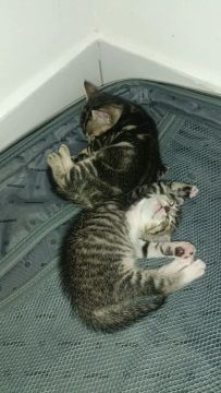 Gato filhote 