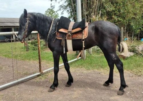 Garanhão Mangalarga Marchador