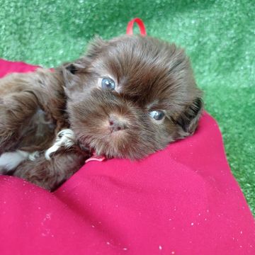  Shih Tzu mini com olhos verdes 