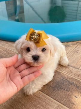 Lhasa apso fêmeas 
