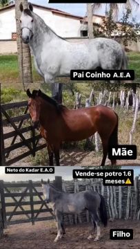 Potro Mangalarga Marchador 1,6 meses