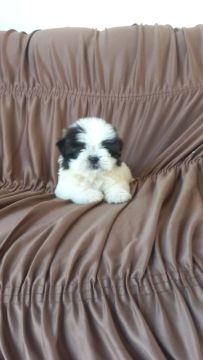 Vendo Filhote Shih Tzu