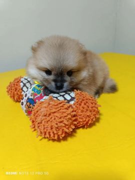 Filhote de Spitz Alemão macho