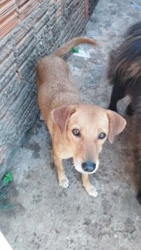 Cachorro caramelo para adoção